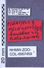 Etiketten zu Melanotus hayekae (Platia & Schimmel, 2001) (NHMW-ZOO-COL-0007459)